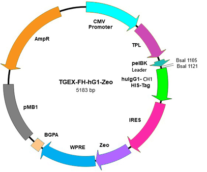 TEGX-FH-hG1-Zeo map